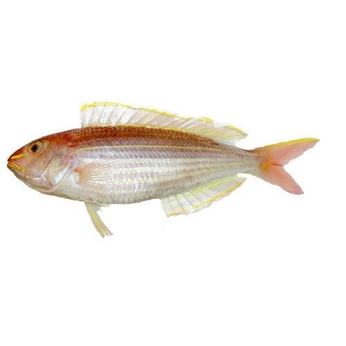 Japanese ThreadFin Bream