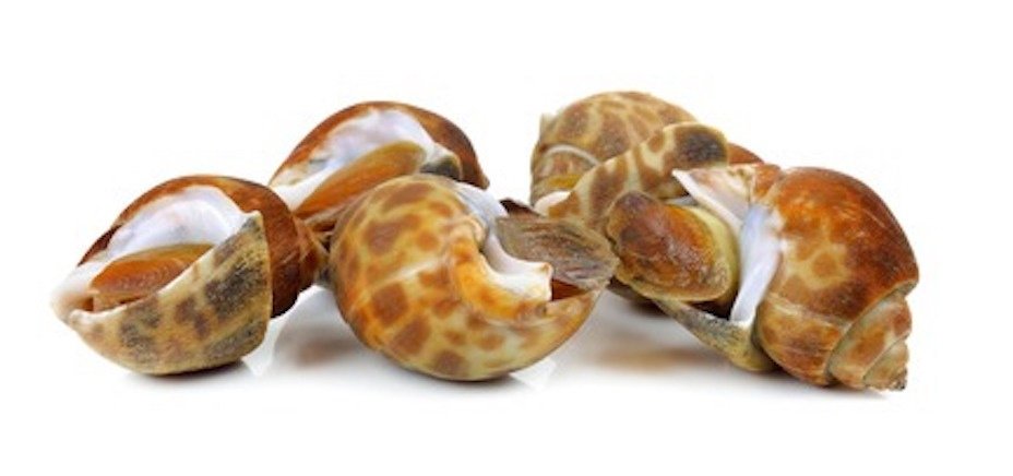 Topshell