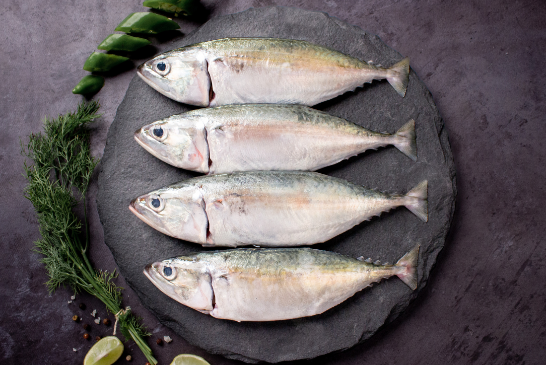 Indian Mackerel